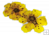 Nail-Art sušené květy